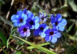 Alkanna tinctoria