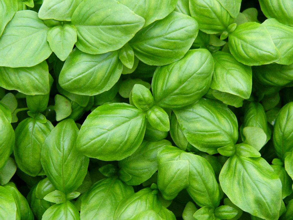 Ocimum basilicum