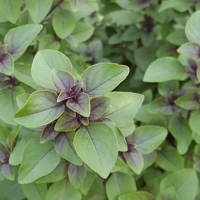 Ocimum tenuiflorum (syn. Ocimum sanctum)