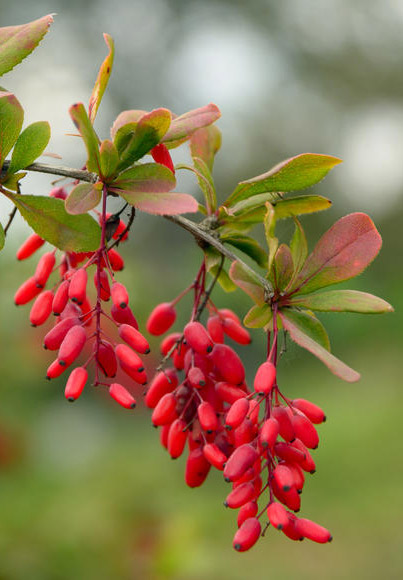 Berberis vulgaris