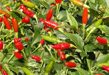 Capsicum annuum