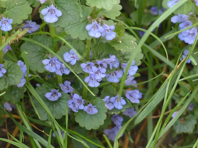 Glechoma hederacea