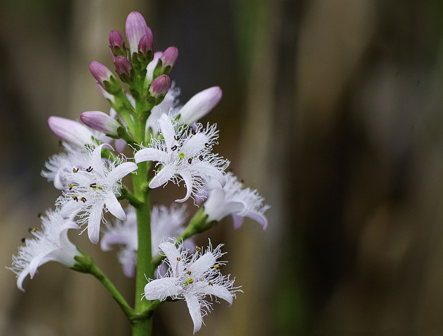 Menyanthes trifoliata