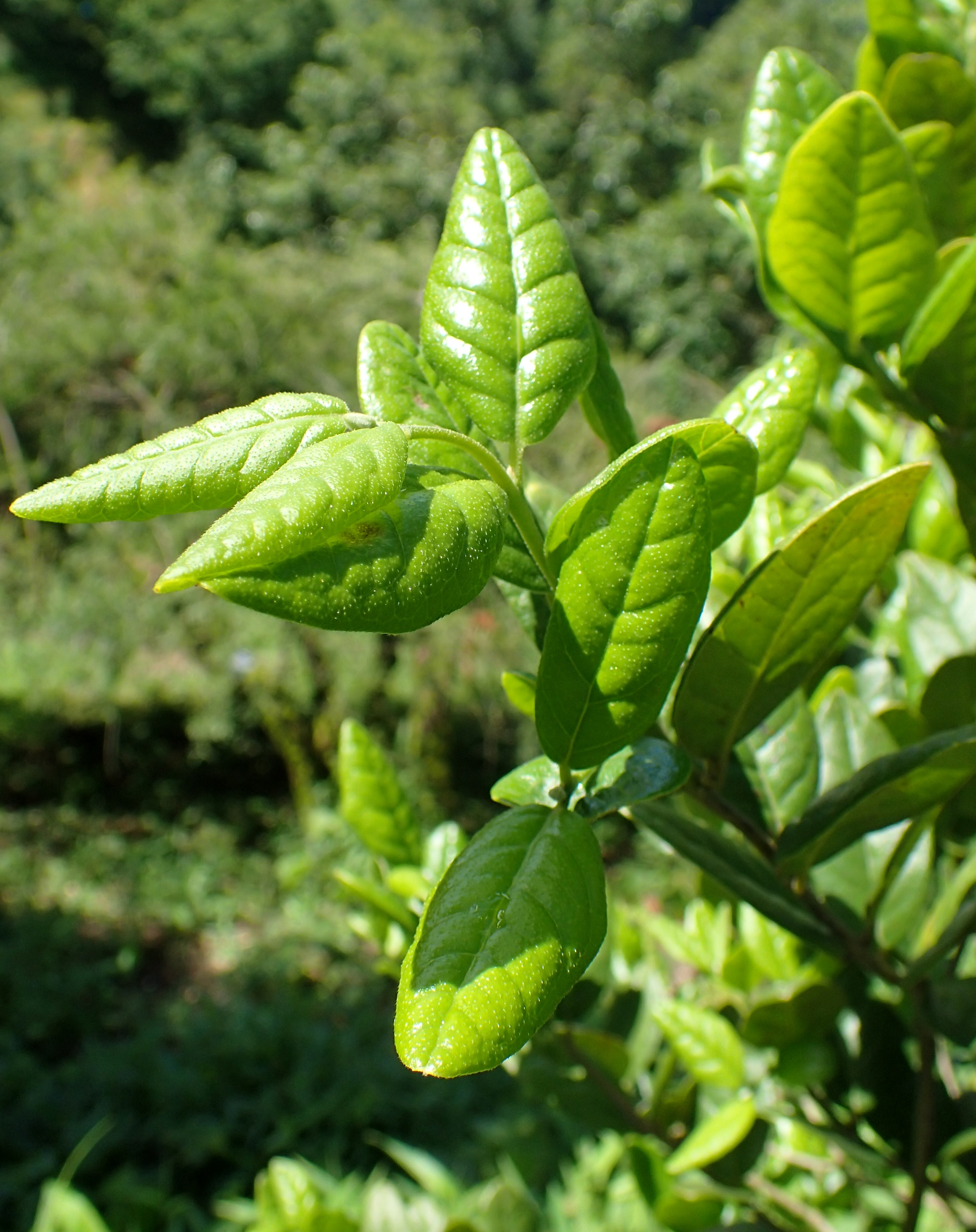 Peumus boldus
