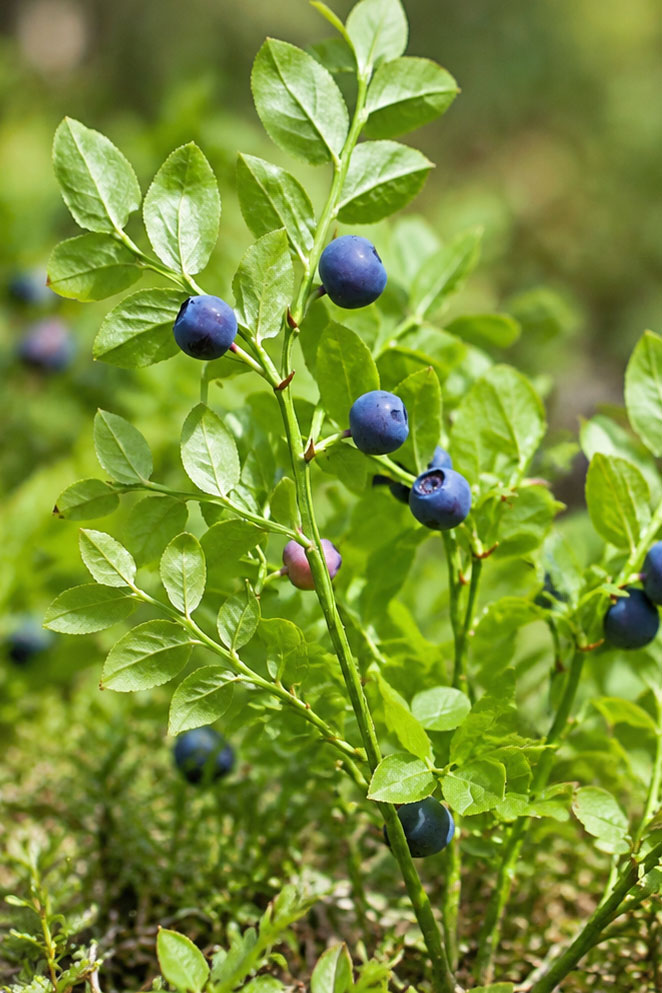 Vaccinium myrtillus