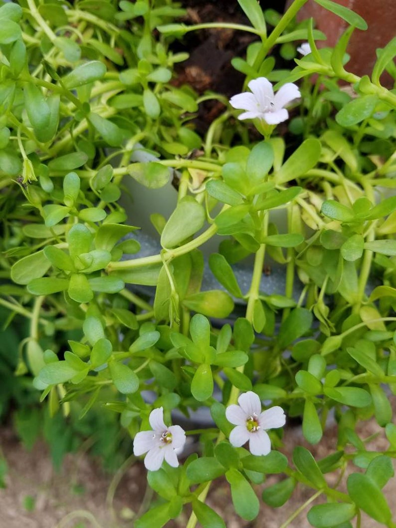 Bacopa monnieri