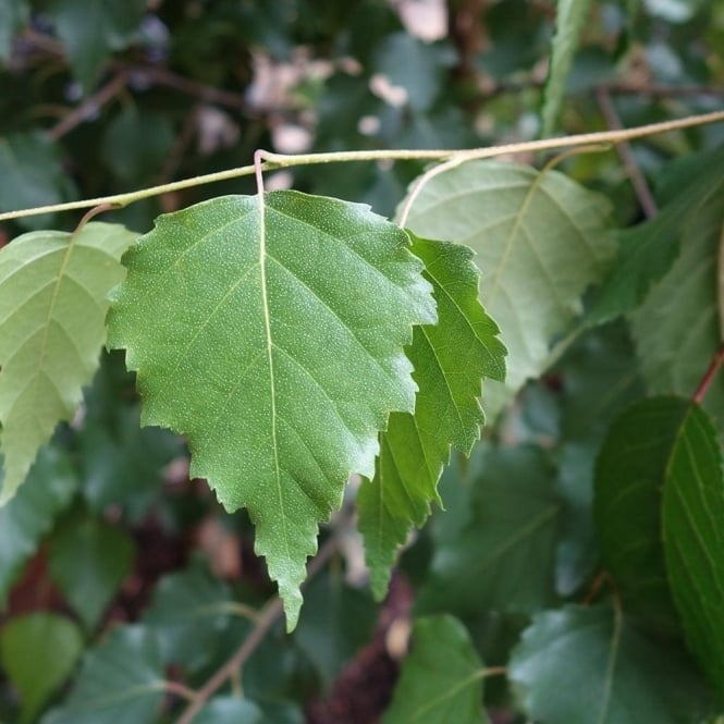 Betula pendula
