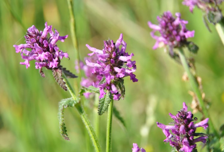 Betonica officinalis