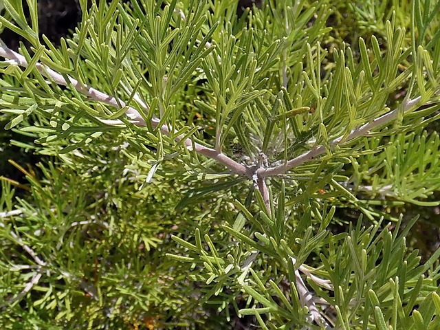 Artemisia abrotanum