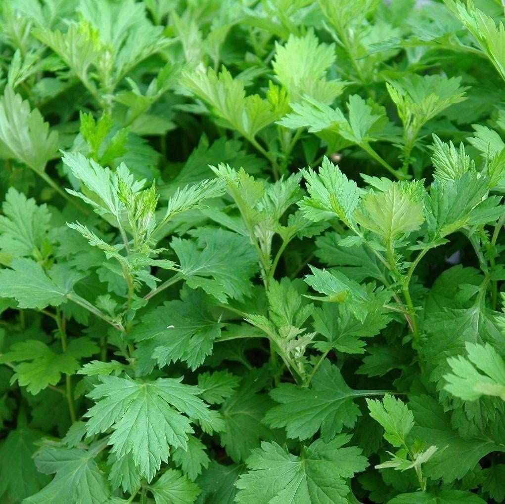 Artemisia vulgaris
