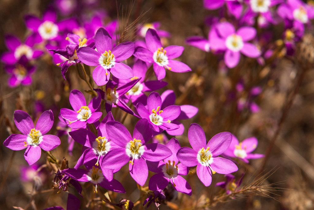 Schkuhria pinnata
