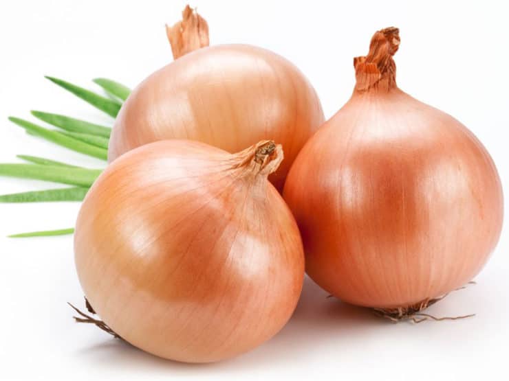 Allium cepa