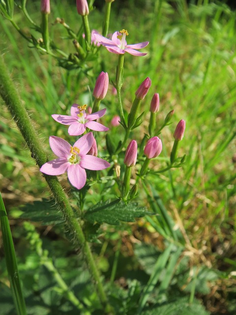 Centaurium erythraea