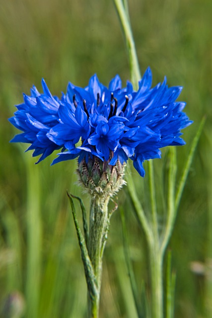  Cyani flos 