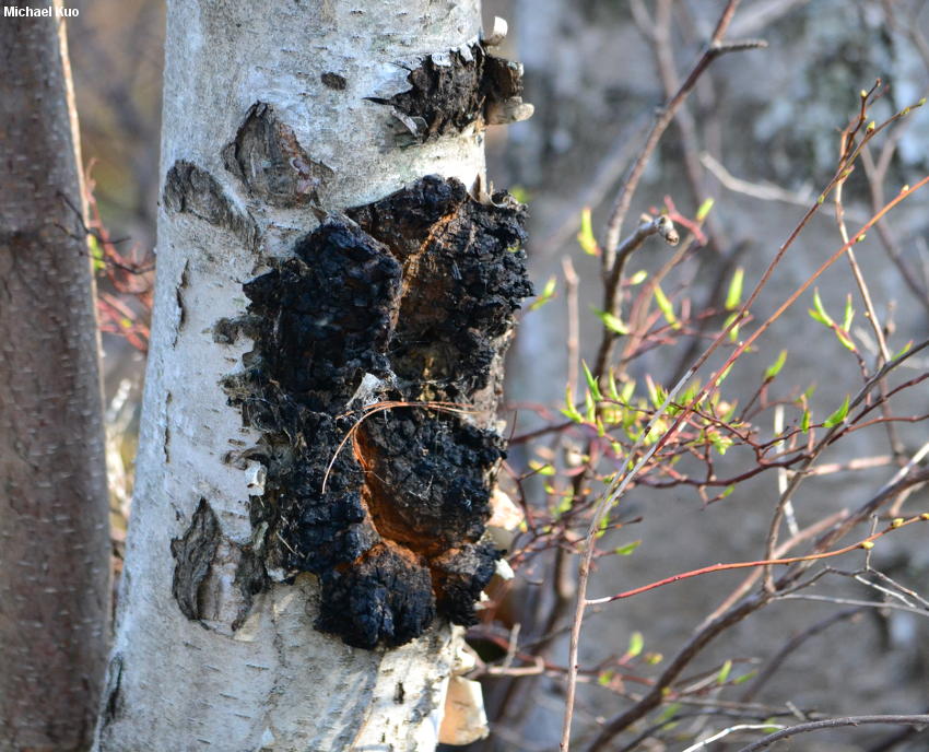 Inonotus obliquus