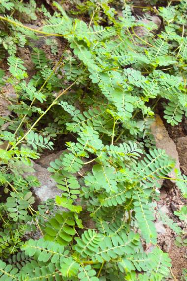 Phyllanthus niruri
