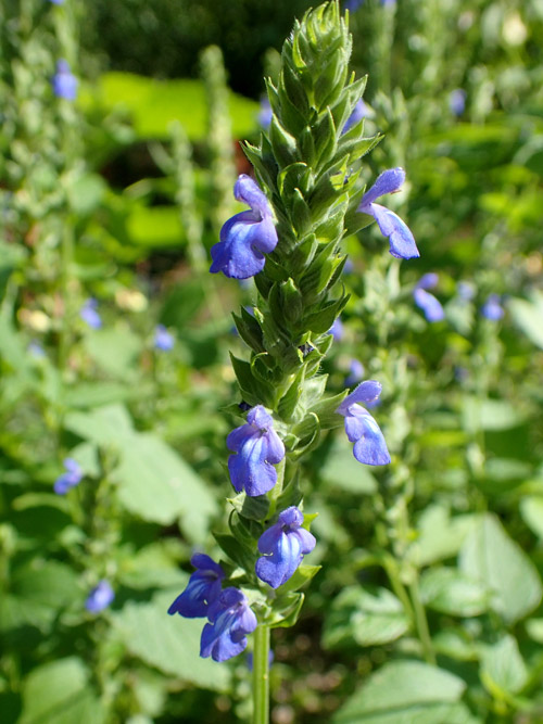 Salvia hispanica