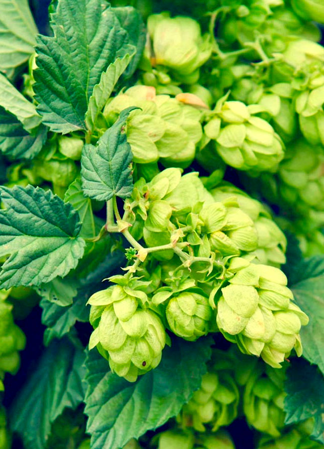 Humulus lupulus