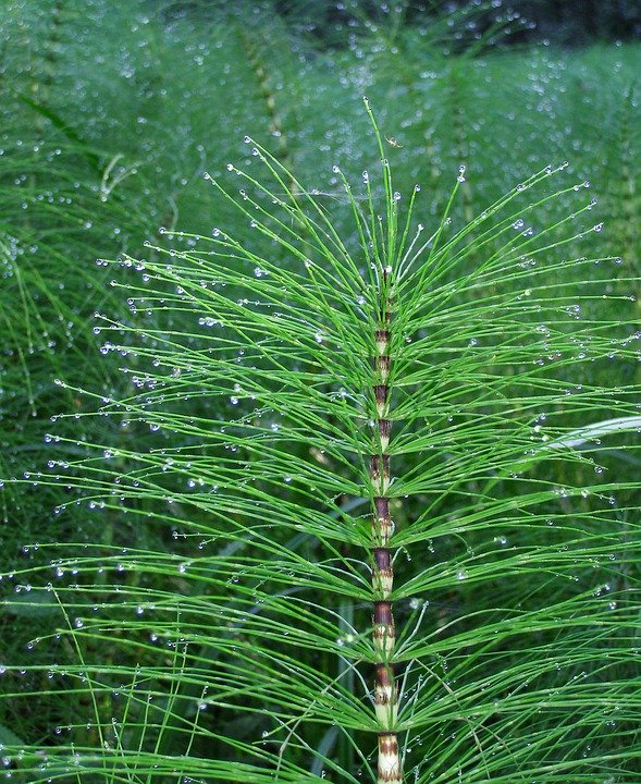 Equisetum giganteum