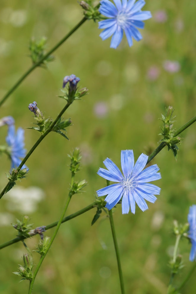 Cichorium intybus