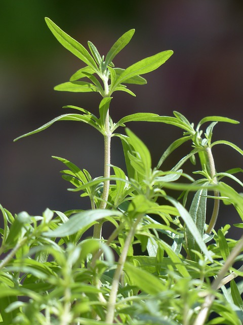 Satureja hortensis