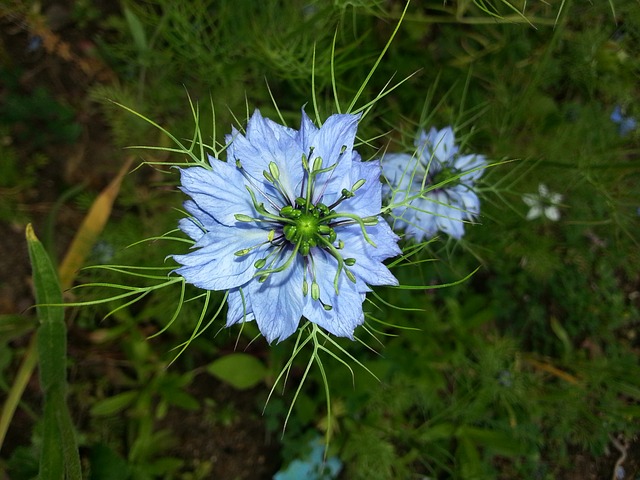 Nigella sativa