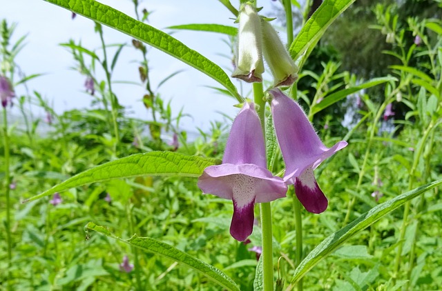 Sesamum indicum