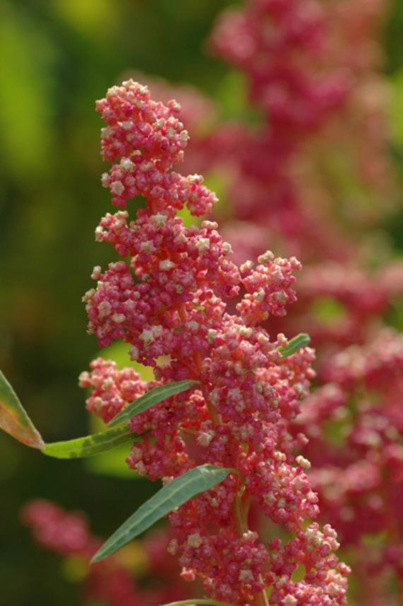 Chenopodium quinoa