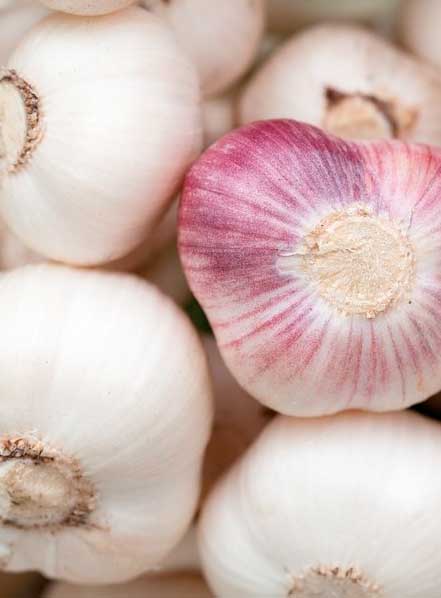 Allium sativum
