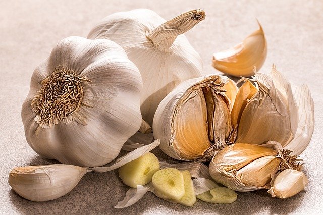 Allium sativum