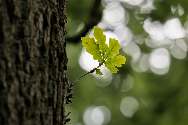 Quercus robur