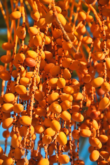 Phoenix dactylifera
