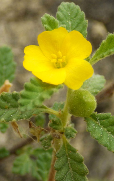 Turnera diffusa