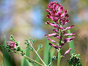 Fumaria officinalis