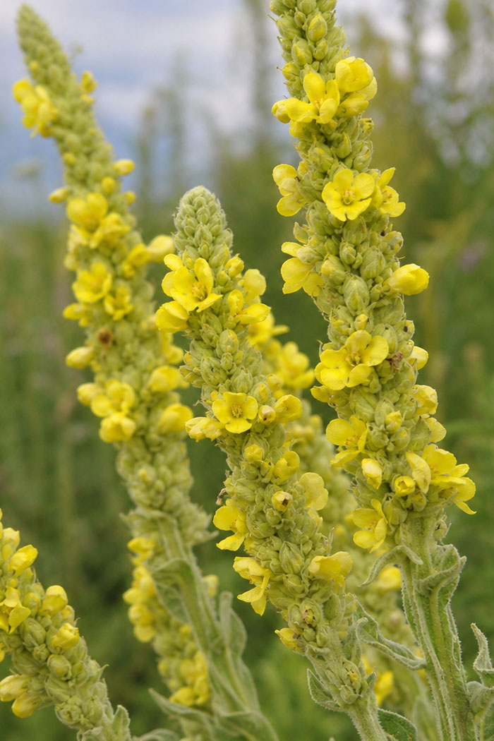 Verbascum densiflorum
