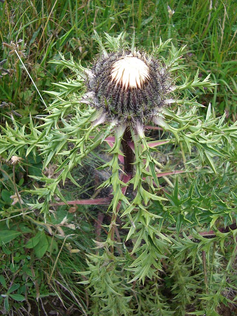 Carlina acaulis