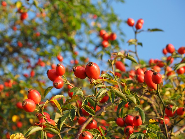 Rosa canina