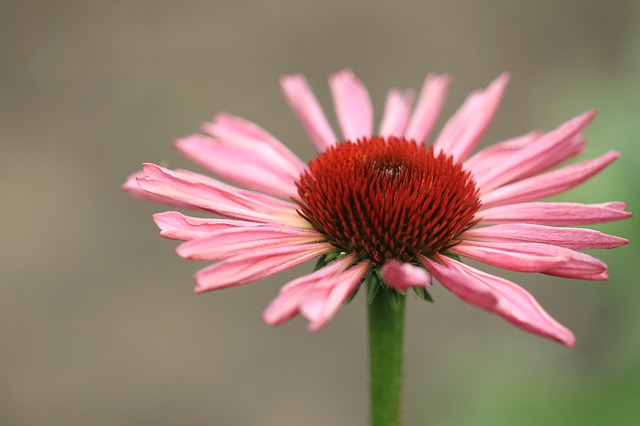 Echinacea purpurea