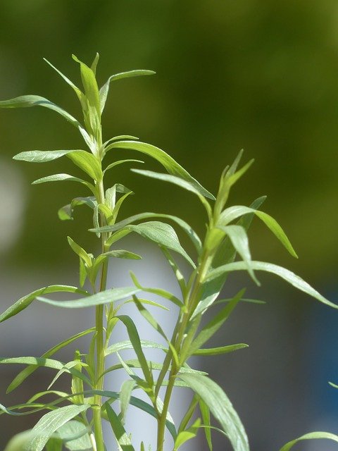 Artemisia dracunculus
