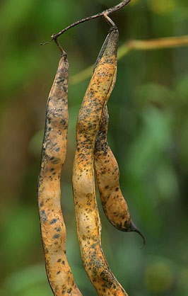 Phaseolus vulgaris
