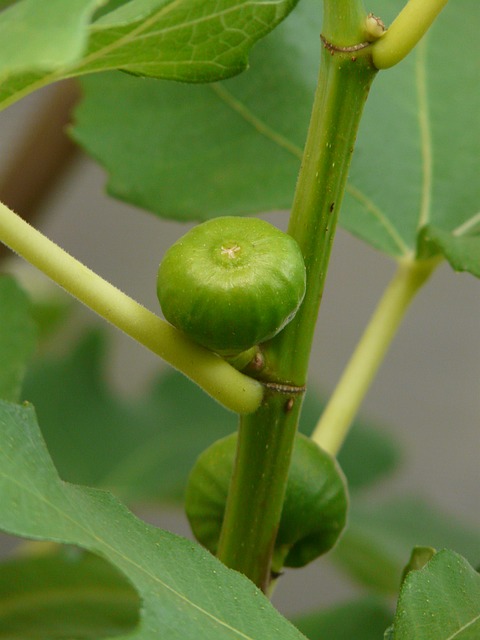 Ficus carica