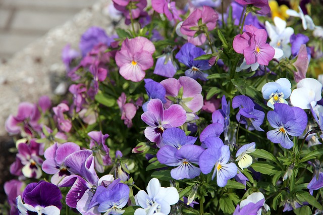 Viola tricolor
