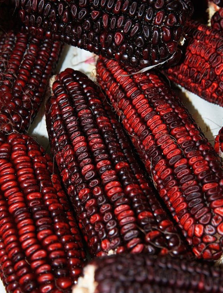 Zea mays
