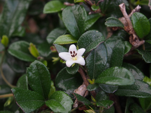  Tiquilia paronychioides