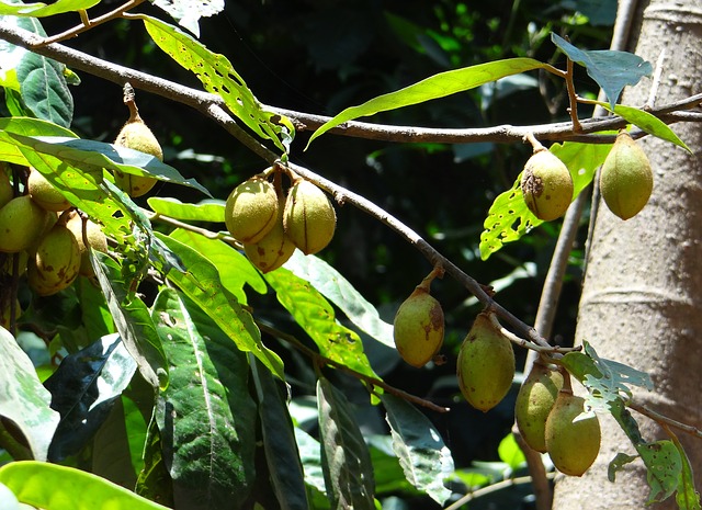 Myristica fragrans