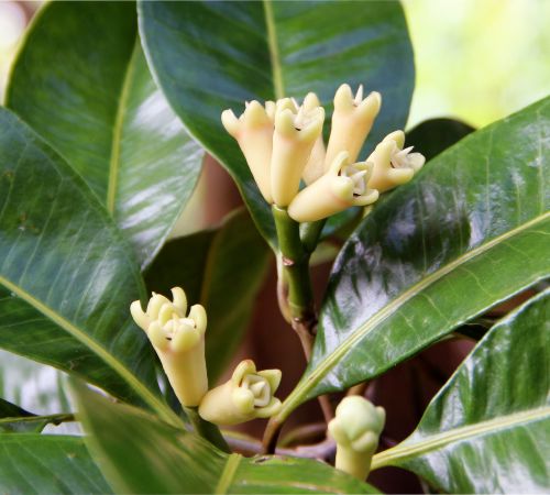Myristica fragrans
