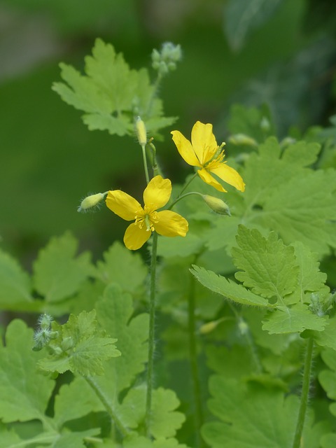 Chelidonium majus