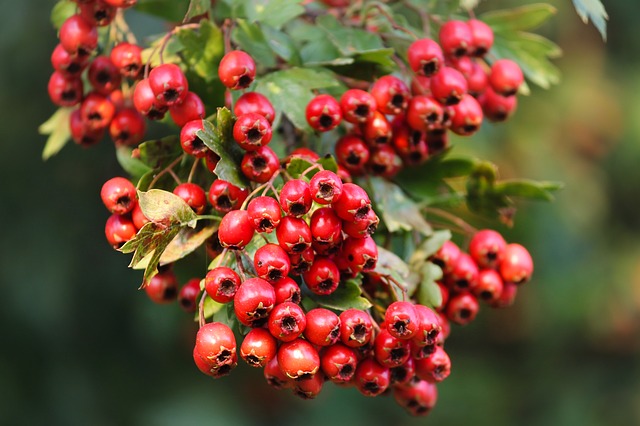 Crataegus laevigata
