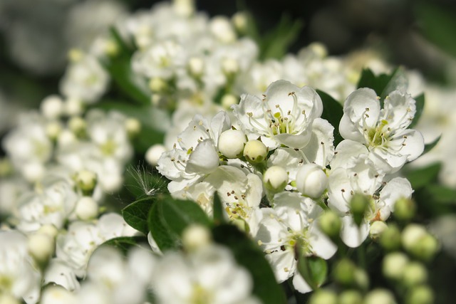 Crataegus laevigata