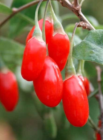 Lycium chinense
